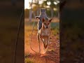 The ultimate "Carry"! This gameplay is too impressive.#JumpRope #CatAndDog #Teamwork #FunnyVideo