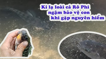 Cận cảnh Rô Phi ngậm bảo vệ con khi gặp nguy hiểm | Người Con Xứ Dừa