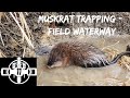 Muskrat Trapping a Field Waterway E1120