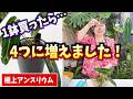 【観葉植物】ホムセンで買ってよかった！1鉢から4株とれた！極上アンスリウム ワロクアナム