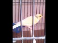 CANARY SINGING Best voice for training