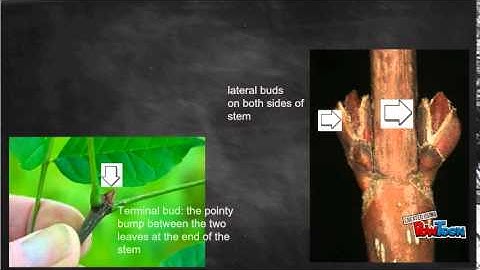 Pruning and apical dominance