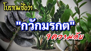 ไม้มงคล กวักมรกต (Zanzibar Gem) 9ความลับ ว่านมงคล ไม้ประดับมงคล เสริมดวง ฟอกอากาศ ค้าขายร่ำรวย