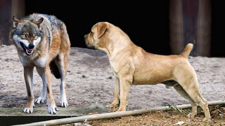 10 Dogs that can Defeat a Wolf by Urban Side 442 views 11 months ago 3 minutes, 24 seconds