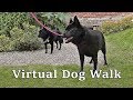 TV for Dogs : Virtual Dog Walk : Dog Walking TV