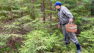 ГРИБЫ В ИЮЛЕ. Поиск новых мест. Грибы