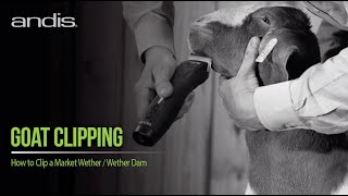 How to Clip a Market Wether / Wether Dam Goat | Andis