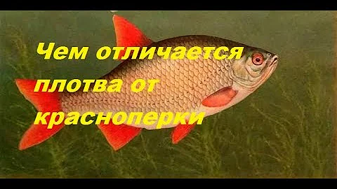 чем отличается плотва от красноперки