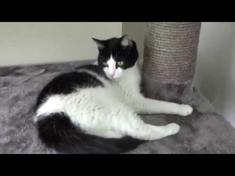 Video: Spiercontractieziekte (Myoclonus) Bij Katten