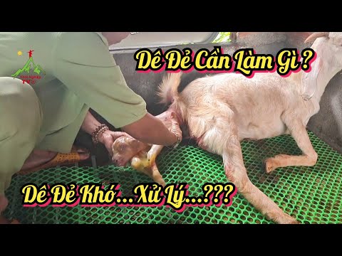 Video: Dê Ngất Xỉu - Hài Hước Và Dễ điều Trị Hơn