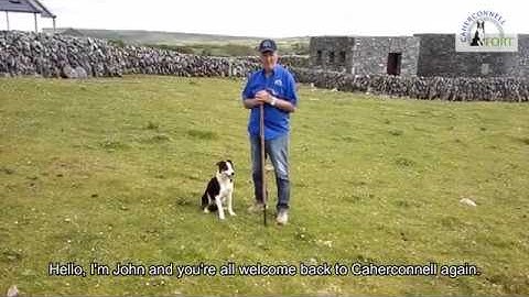 Training the Caherconnell Border Collies - #2 Voice Commands Left & Right.
