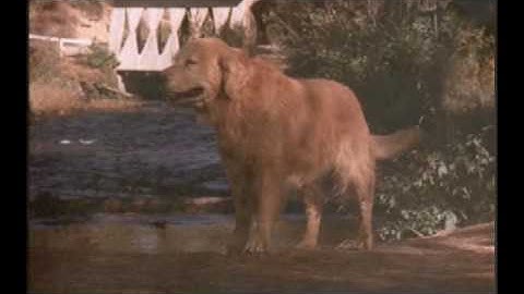 I will always return. (Homeward Bound)