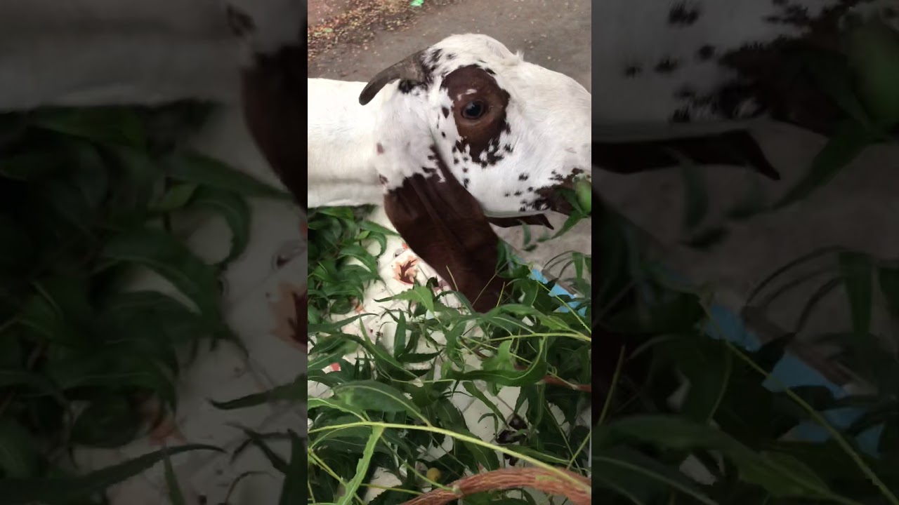 Goat Feed Neem (Limdo) YouTube