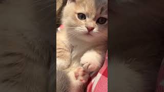 Cat Cute