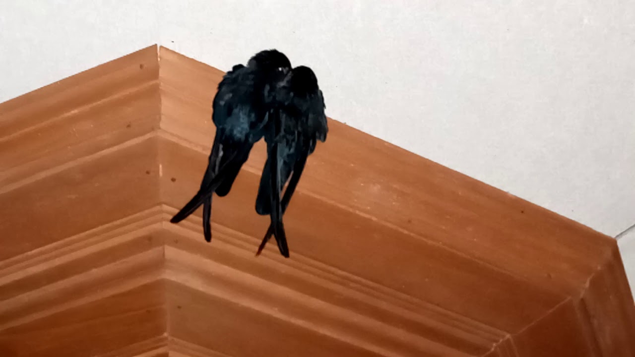 Burung walet atau burung sriti? 