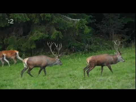 Divoká Poľana - POĽANSKÝ JELEŇ