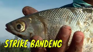 Sensasi Sambaran Bandeng | MANCING MANIA STRIKE BACK (17/02/24) Part 2