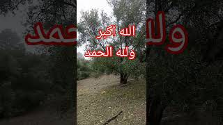 تبركالله الخير دزيتون الحمدلله على هاد الخير?????️?️?️☔☔☔