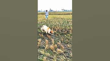 BATAIR KA SHIKAR ENGLISH POINTER DOG KA SATH HUNTING QUAIL BEST DOG#shorts