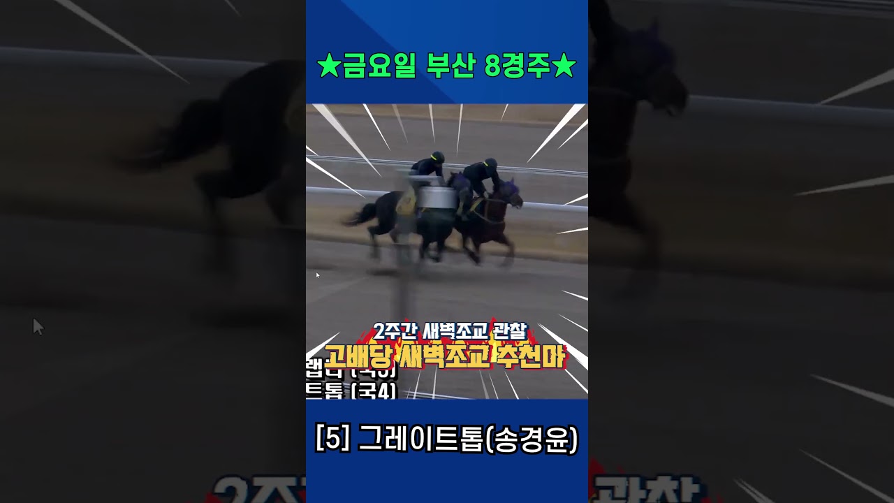 3월20일 금요일 부산 8경주!! 2주간 훈련변화 보인 강백호의 새벽조교 쏘스마!!#강백호경마 #shorts