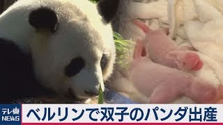 ベルリン動物園でジャイアントパンダの双子の赤ちゃんが誕生