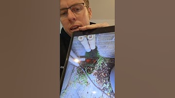 DOSE OF DEFECTS!! Plumbing Connections And Leaks! #buildinginspection #plumbing