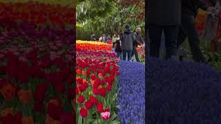 Stunning Tulip Garden || Skagit Valley, Washington