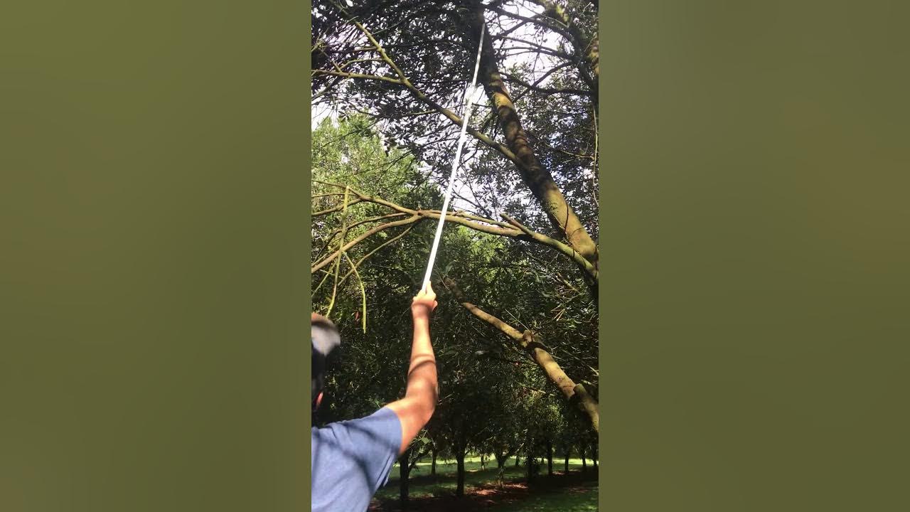 Macadamia tree pruning YouTube