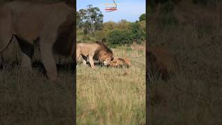 What A Brotherhood! #malelions #shortsafrica #100shorts2024 #wildlife #safari #loins