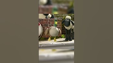 WINTER POOL🐑🐑🐑 #shorts #shaunthesheep #cartoonforkids #animation  #fullepisodes #english #clips