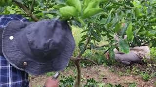 Poda de aclareo y de formación en árboles de Limón  Tahití.