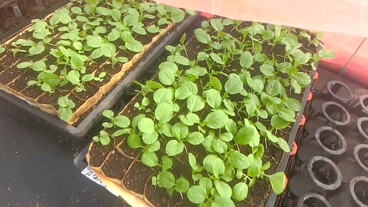 秋冬の苗作りは難しいのです×徒長させない水やり虫に入られないネット