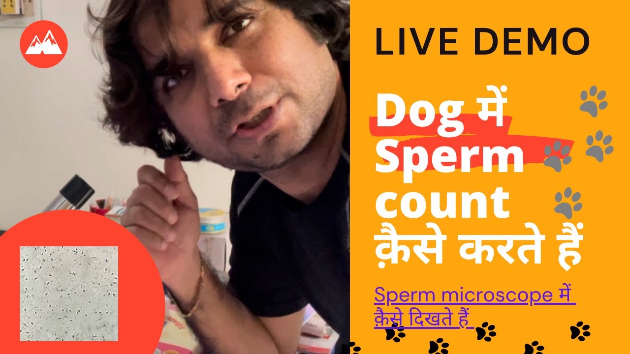 Live demo how to check spermGuidance about sperm count in dogsDogs