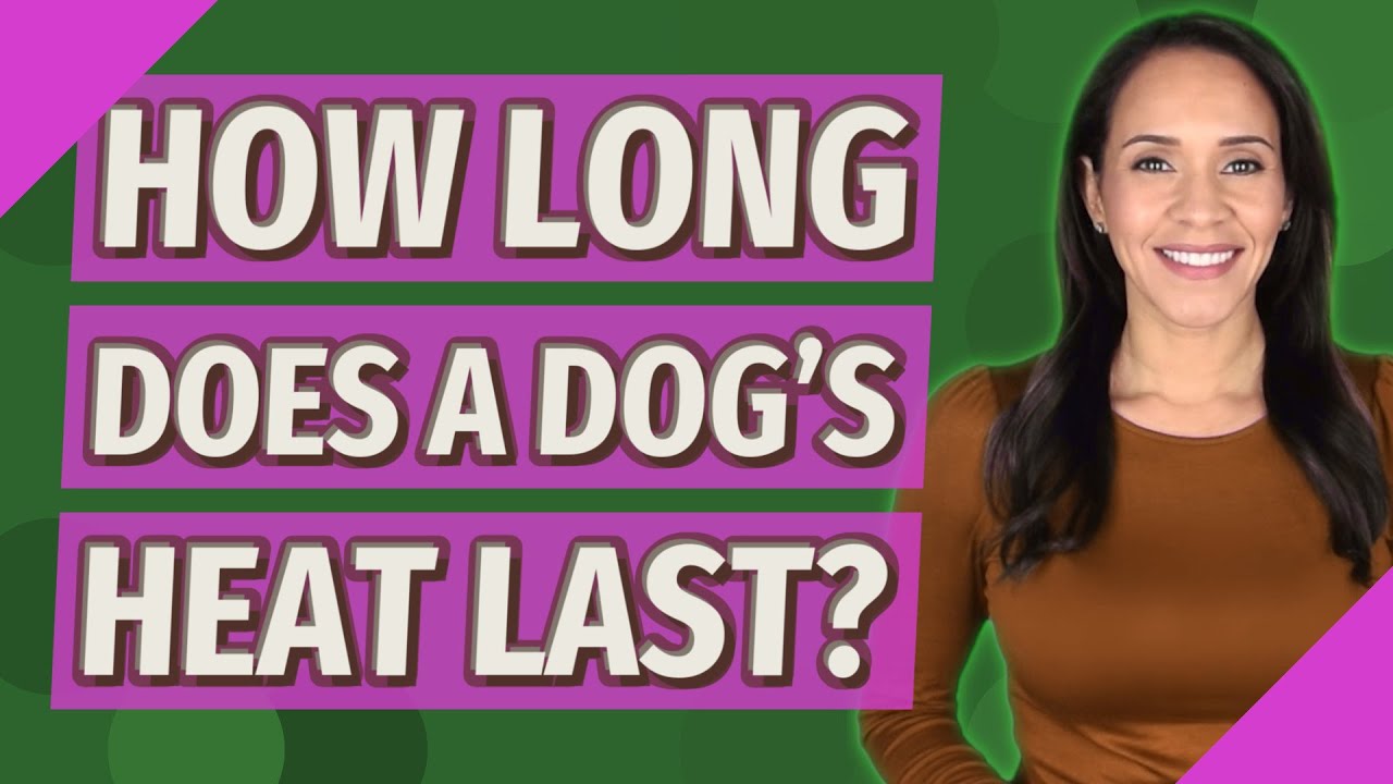 How Long Does A Dog s Heat Last YouTube