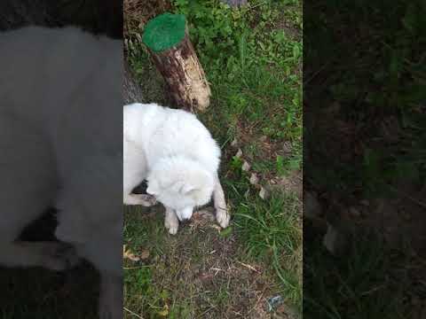 Самоед - кто это на самом деле?