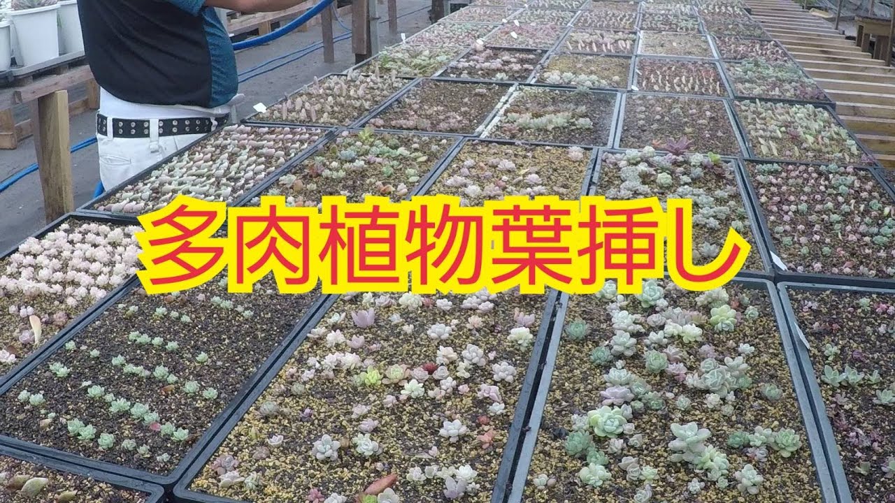 多肉植物 葉挿しlier Succulent株式会社 Youtube 多肉植物 葉挿しlier Succulent株式会社 Youtube