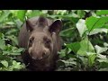 Spot SIFAUNA 2020 | 1er Simposio Internacional de Conservación de Fauna Silvestre