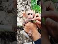Best Video Of CUTE Sokhaa And Fun ADORABLE Animal WILL MAKE YOU SMILEv Short Best Video Of CUTE Sokhaa And Fun ADORABLE Animal WILL MAKE YOU SMILEv Short