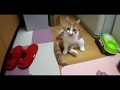 素足で危機一髪？！じゃれ合いで時々噛みそうになるみい太　20190627 猫　マンチカン　短足マンチカン　cat