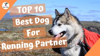 Top 10 Best Dogs For Running Partner by luver dog 1,638 views 3 years ago 4 minutes, 42 seconds