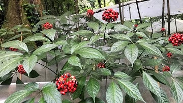 Mô hình trồng cây sâm ngọc linh trên đất đồi tại Lâm Đồng