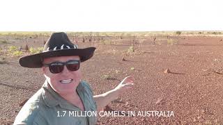 Aj Is On The Hunt To Find Some More Camels In The Desert Balgo Western Australia