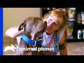 Vets Save Dog With Gunshot Wound Then Adopts Him | Pit Bulls & Parolees