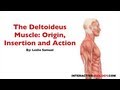 Understanding the Deltoideus Muscle