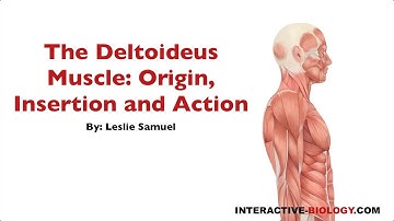 090 The Deltoideus Muscle: Origin, Insertion, and Action