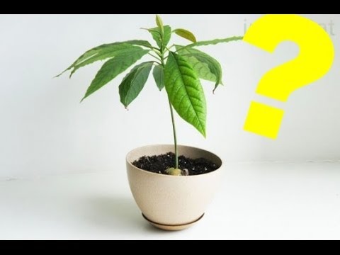 How To Grow Avocado Tree From The Seed?