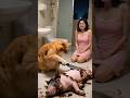 The Moment a Cat Gets Jealous of a Pig 🐱💢🐷 #viral #youtubeshorts #shorts #cat