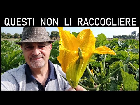 Video: Perché i fiori di zucca cadono dalla vite