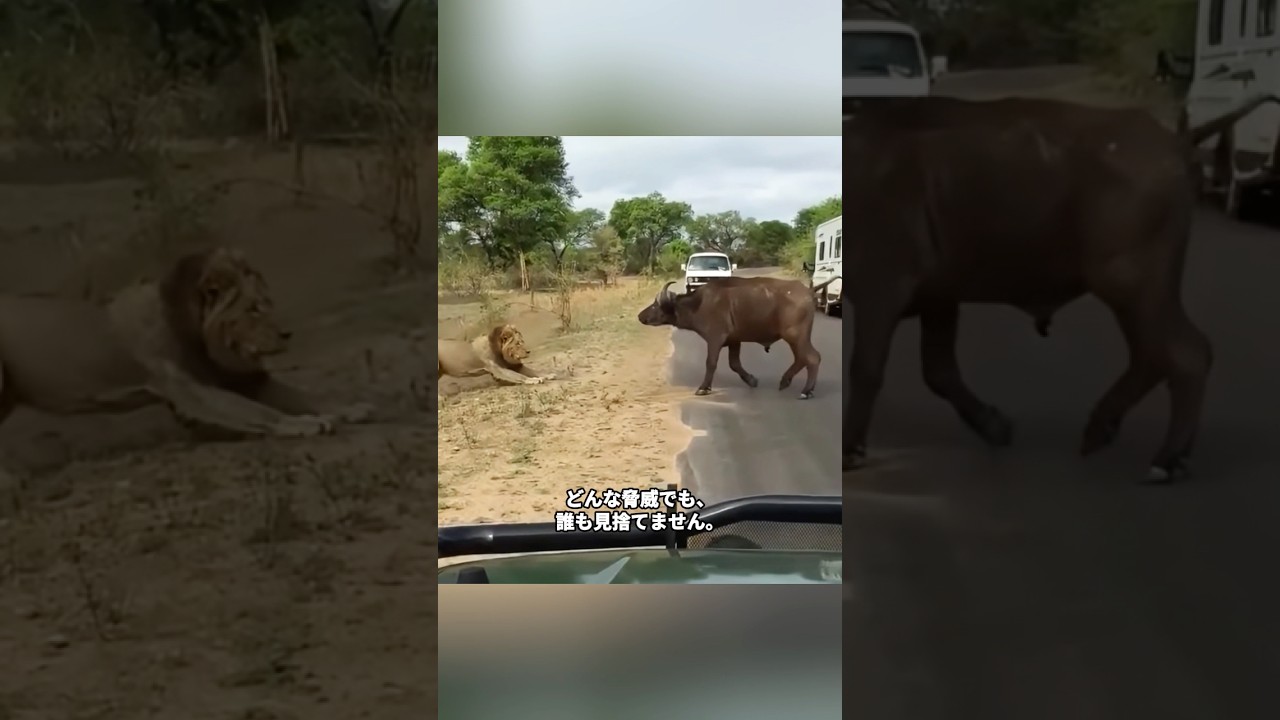 【衝撃】信じられない動物ヒーローたち！バッファローが見せた神対応に世界が絶句…！🤯