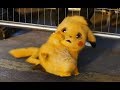 i am adorable - pika pika